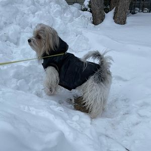 Pajar Duff Reversible Dog Jacket